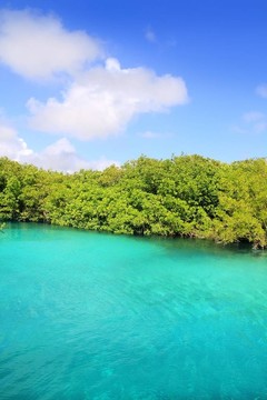 天然紅樹林的綠松石水Mayan Riviera
