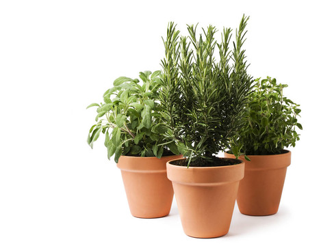 草本植物