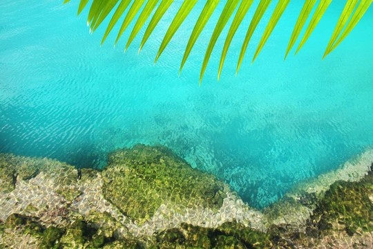 天然紅樹林的綠松石水Mayan Riviera