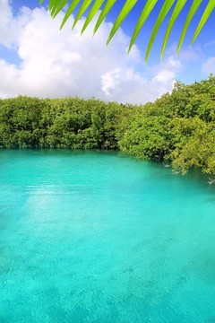 天然紅樹林的綠松石水Mayan Riviera