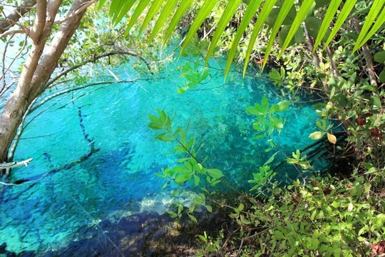 天然紅樹林的綠松石水Mayan Riviera