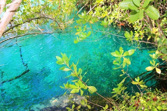 天然紅樹林的綠松石水Mayan Riviera