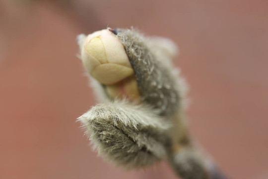 春天的Budding Pussy Willow