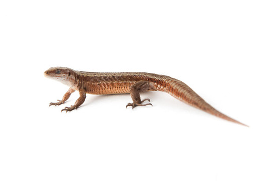 llizard