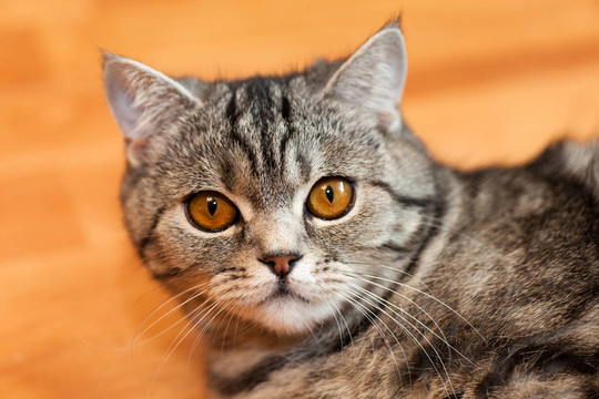 貓的動物