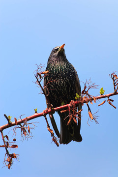 “椋鳥（Sturnus vulgaris）