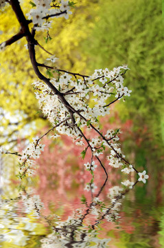 公園顏色科。