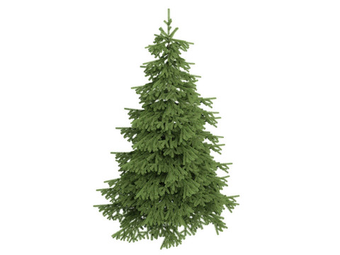 云杉和Picea