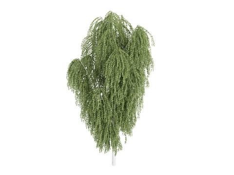 白樺和Betula