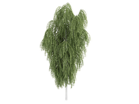 白樺和Betula