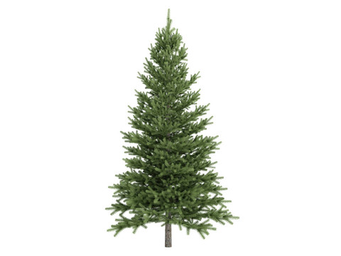 云杉和Picea