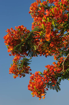 以色列之花- Delonix regia