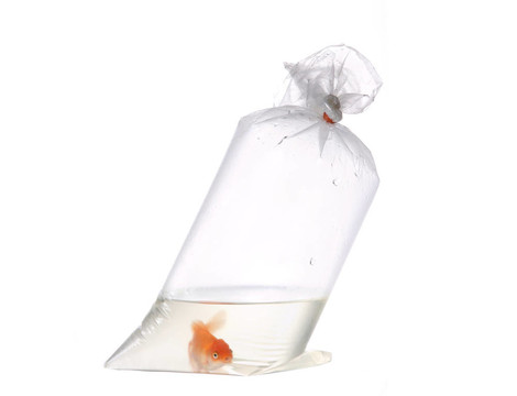 塑料袋中的金魚