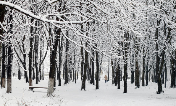 公園里的第一場雪