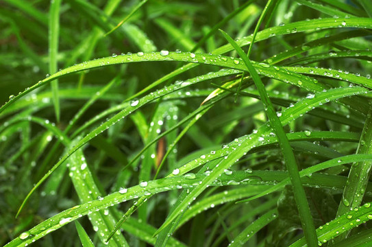 草地上的露水