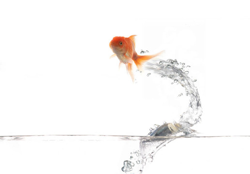 放飛金色的魚(yú)