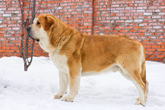 西班牙獒犬