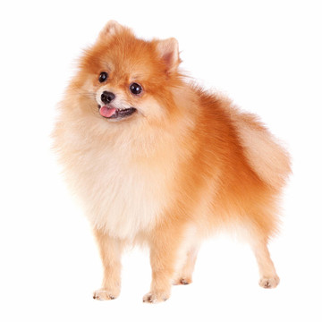 博美犬