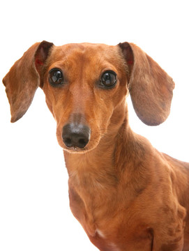 臘腸犬