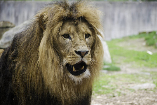 動(dòng)物園里的獅子