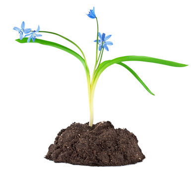藍(lán)雪花分離