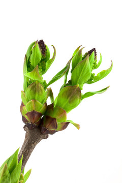 丁香花蕾