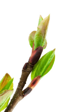 彈簧片