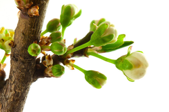 李子開(kāi)花