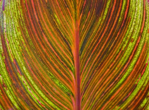 葉脈 紅葉 葉紋絡(luò)