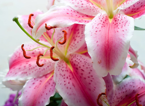 粉色的百合花