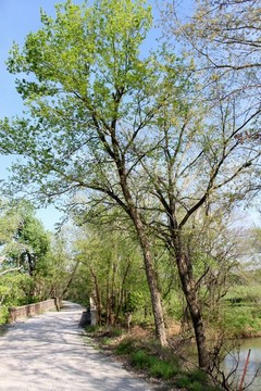 不同視角的1923橋