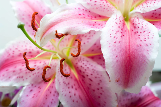 粉色的百合花