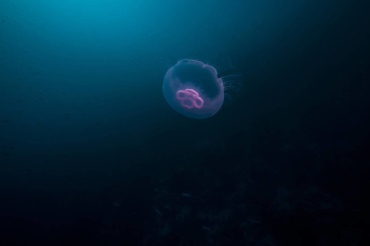Moon jellyfish和太陽(yáng)在紅海。