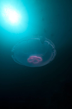 Moon jellyfish和太陽在紅海。
