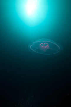 Moon jellyfish和太陽(yáng)在紅海。