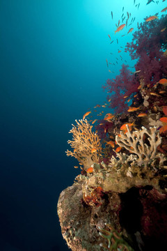 紅海的珊瑚礁和魚。