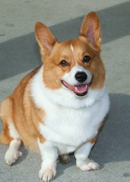 威爾士柯基犬