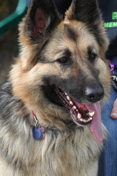 德國牧羊犬