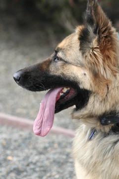 德國(guó)牧羊犬