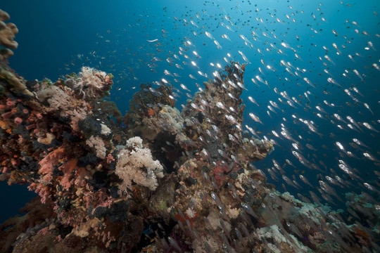 红海中的玻璃鱼和珊瑚礁。