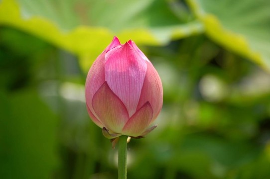 寶貝的蓮花