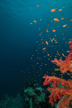 紅海的珊瑚礁和魚。