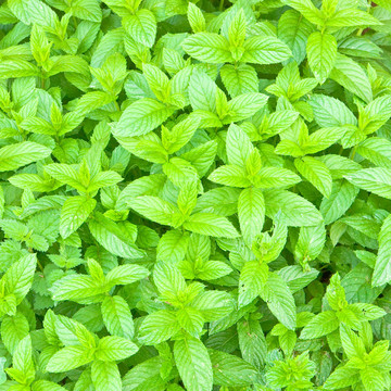 薄荷