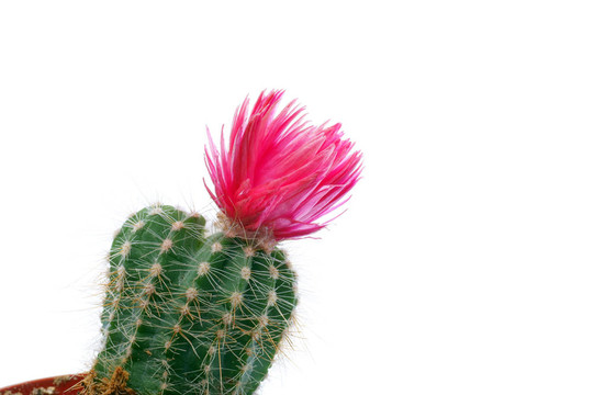 仙人掌花