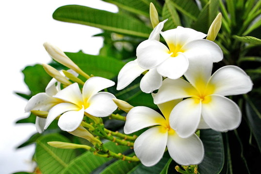 白色的雞蛋花