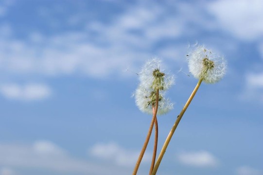 蒲公英頭上的天空