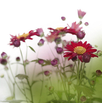 花田