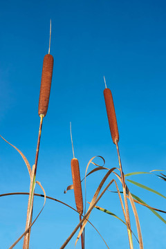 Bulrush在藍色的天空
