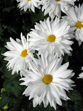 菊花