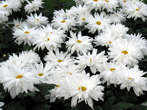 菊花